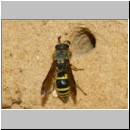 Ancistrocerus nigricornis - Lehmwespe 17.jpg